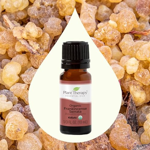 51hbtuxlkdl.jpg Plant Therapy Organic Frankincense Serrata Essential Oil for Aromatherapy and Therapeutic Use | Plant Therapy 100% P