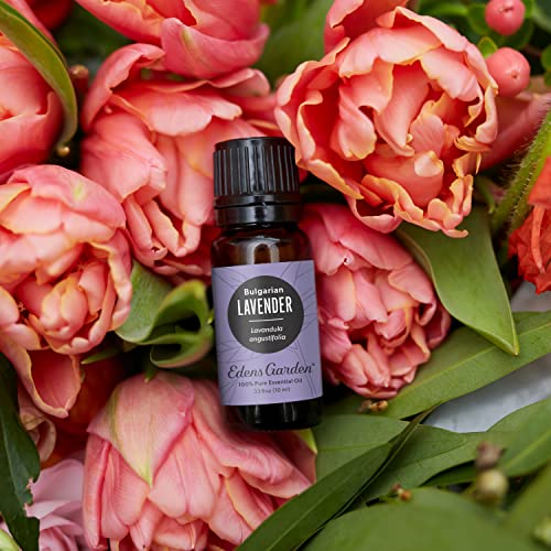 Edens Garden Bulgarian Lavender Essential Oil - 100% Pure, Therapeutic Grade, 10 ml