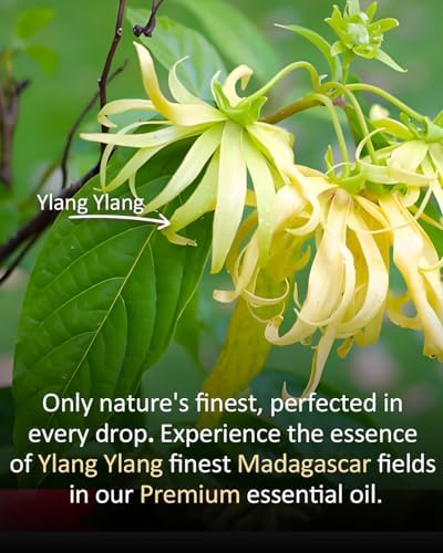 100% Pure Sandalwood Essential Oil for Home and Skin Care | Premium Grade for Diffusers, Massage, Soap Making, Aromathe