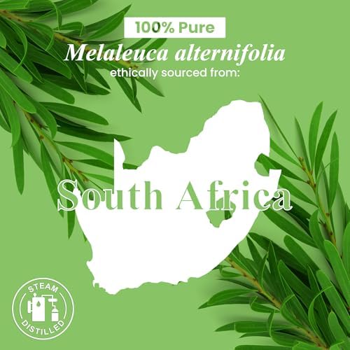 Handcraft Blends Organic Cedarwood Essential Oil - Premium Grade for Diffuser and Aromatherapy - USDA Organic - 1 Fl Oz