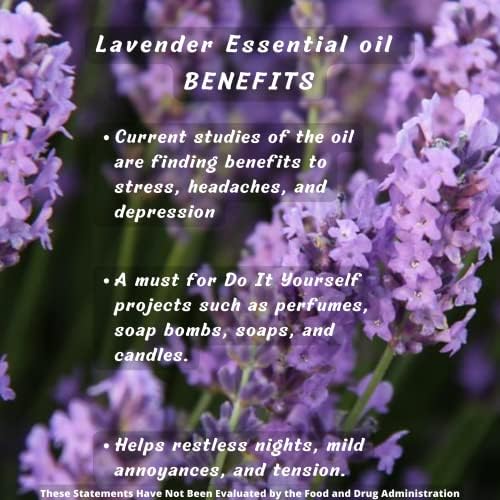 Grimweed Apothecary USDA Organic Cinnamon Essential Oil - Therapeutic Grade - 15mL - Diffuser Oil - 100% All Natural - w