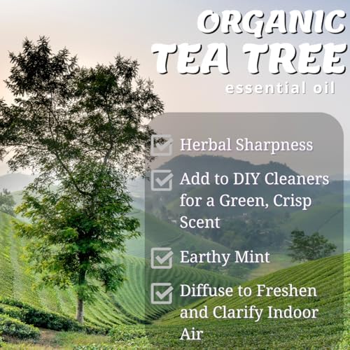 Grimweed Apothecary USDA Organic Cinnamon Essential Oil - Therapeutic Grade - 15mL - Diffuser Oil - 100% All Natural - w