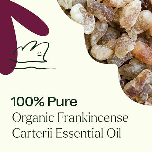 100% Pure Plant Therapy Organic Frankincense Carterii Essential Oil for Natural Aromatherapy and Therapeutic Grade Bene