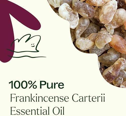 Plant Therapy 100% Pure Frankincense Essential Oil for Aromatherapy and Therapeutic Use, 10 mL | Plant Therapy Natural